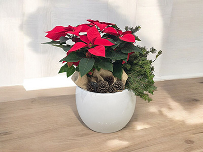 Poinsettia Pot